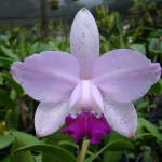 Cattleya intermedia